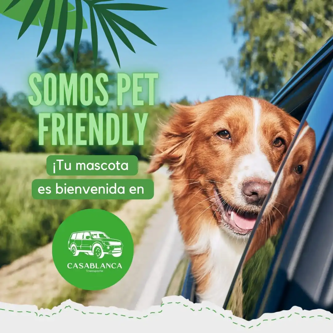 Servicio Pet Friendly - Transporte Casablanca